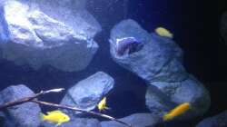 Aquarium Fade to black (aufgelöst)