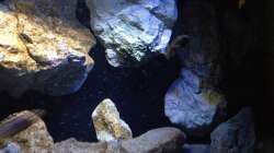 Dekoration im Aquarium Fade to black (aufgelöst)