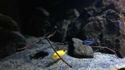 Pflanzen im Aquarium Fade to black (aufgelöst)