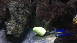 Besatz im Aquarium Fade to black (aufgelöst)