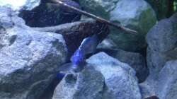 Besatz im Aquarium Fade to black (aufgelöst)