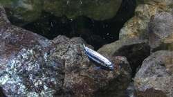 Besatz im Aquarium Fade to black (aufgelöst)