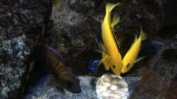 Besatz im Aquarium Fade to black (aufgelöst)