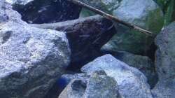 Dekoration im Aquarium Fade to black (aufgelöst)