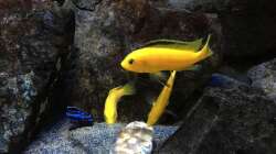 Besatz im Aquarium Fade to black (aufgelöst)