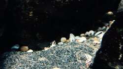 Pflanzen im Aquarium Fade to black (aufgelöst)