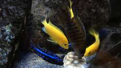 Besatz im Aquarium Fade to black (aufgelöst)