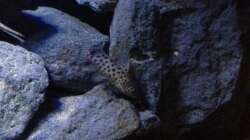 Besatz im Aquarium Fade to black (aufgelöst)