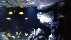 Aquarium Fade to black (aufgelöst)