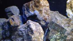 Dekoration im Aquarium Fade to black (aufgelöst)