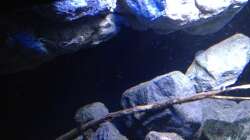 Dekoration im Aquarium Fade to black (aufgelöst)