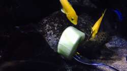 Besatz im Aquarium Fade to black (aufgelöst)