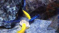 Besatz im Aquarium Fade to black (aufgelöst)