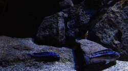 Besatz im Aquarium Fade to black (aufgelöst)