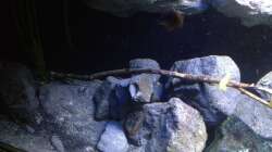 Dekoration im Aquarium Fade to black (aufgelöst)