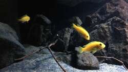 Besatz im Aquarium Fade to black (aufgelöst)