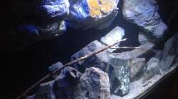 Aquarium Fade to black (aufgelöst)