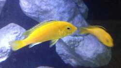 Besatz im Aquarium Fade to black (aufgelöst)