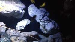 Dekoration im Aquarium Fade to black (aufgelöst)