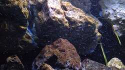 Pflanzen im Aquarium Fade to black (aufgelöst)