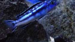 Besatz im Aquarium Fade to black (aufgelöst)