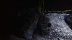 Dekoration im Aquarium Fade to black (aufgelöst)