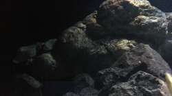 Pflanzen im Aquarium Fade to black (aufgelöst)