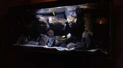 Pflanzen im Aquarium Fade to black (aufgelöst)