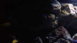 Pflanzen im Aquarium Fade to black (aufgelöst)