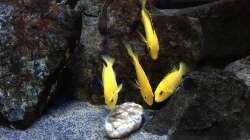 Besatz im Aquarium Fade to black (aufgelöst)