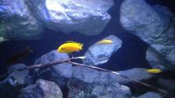 Besatz im Aquarium Fade to black (aufgelöst)