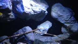 Dekoration im Aquarium Fade to black (aufgelöst)