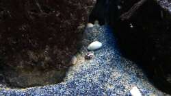 Pflanzen im Aquarium Fade to black (aufgelöst)