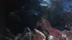 Pflanzen im Aquarium Fade to black (aufgelöst)