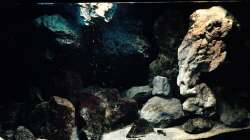 Aquarium Fade to black (aufgelöst)