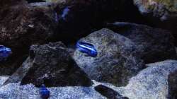 Besatz im Aquarium Fade to black (aufgelöst)