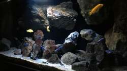 Pflanzen im Aquarium Fade to black (aufgelöst)