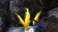 Besatz im Aquarium Fade to black (aufgelöst)