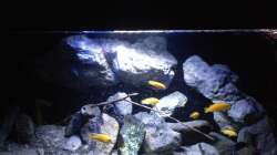 Aquarium Fade to black (aufgelöst)