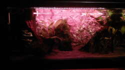 Technik im Aquarium Garnelen auf der Diele