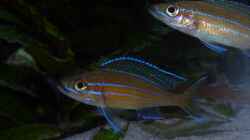 Paracyprichromis nigripinnis ´blue neon´
