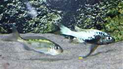Besatz im Aquarium Tanganjika Cichlid Family