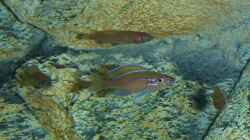 Paracyprichromis nigripinnis `blue neon`