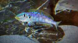 Enantiopus melanogenys `Kilesa`, Jungtier zeigt sich bereits farbenprächtig