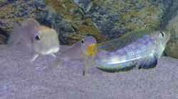 Besatz im Aquarium Tanganjika Cichlid Family