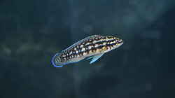 Julidochromis Transcriptus