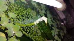 Pflanzen im Aquarium Salmlerwelten (umgebaut zur Amerika Räuberwelt))