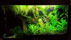 Aquarium Salmlerwelten (umgebaut zur Amerika Räuberwelt))