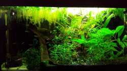 Aquarium Salmlerwelten (umgebaut zur Amerika Räuberwelt))