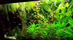 Aquarium Salmlerwelten (umgebaut zur Amerika Räuberwelt))